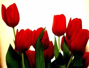 بانوی شهید طلیعه مرادی از شهدای دی ماه خونین 65 بانوی شهید طلیعه مرادی از شهدای دی ماه خونین 65