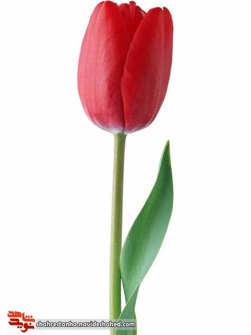 تداعی صحنه کربلا در رویای صادقه یک شهید تداعی صحنه کربلا در رویای صادقه یک شهید