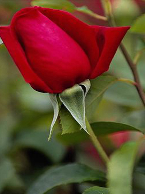 دخترم پری، پری آسمانها شد دخترم پری، پری آسمانها شد