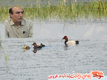 مرغابی نجاتبخش مرغابی نجاتبخش