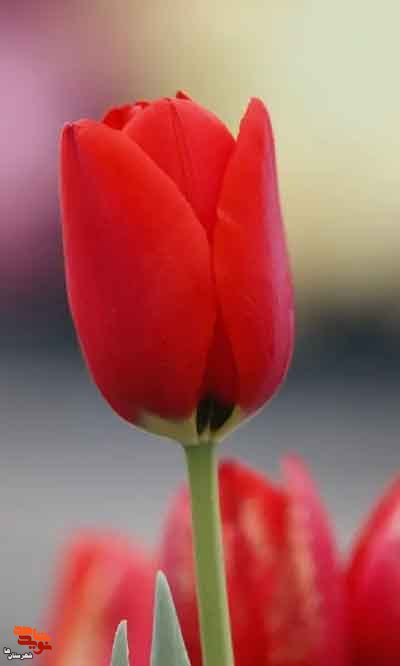 حضور فعال در پخش اعلامیه های امام داشت حضور فعال در پخش اعلامیه های امام داشت