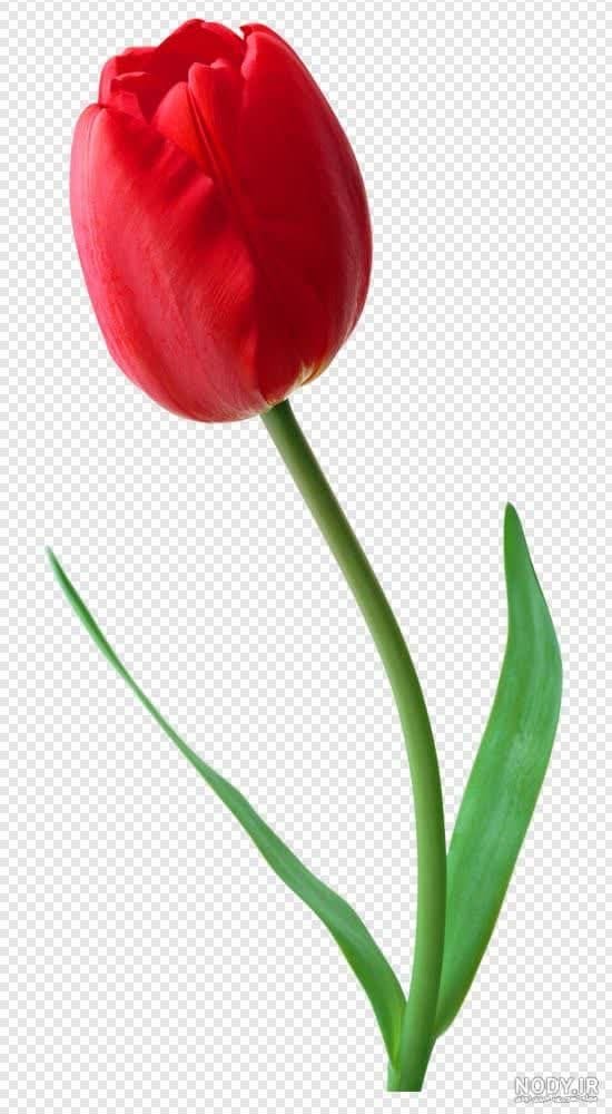 سرباز وطن سرباز وطن